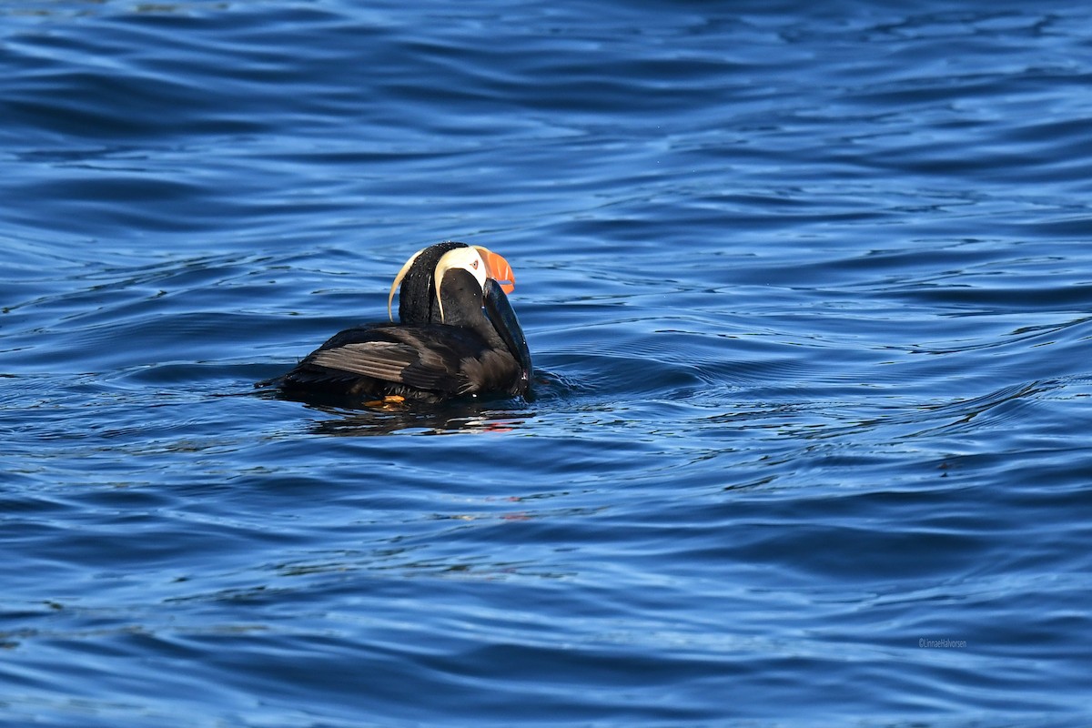 Tufted Puffin - ML646494824