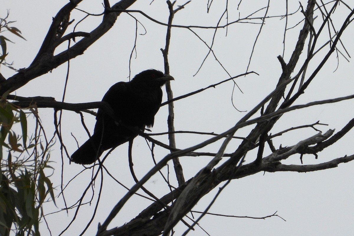 Pacific Koel - ML646494828