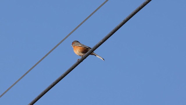 Rusty-browed Warbling Finch - ML646494831