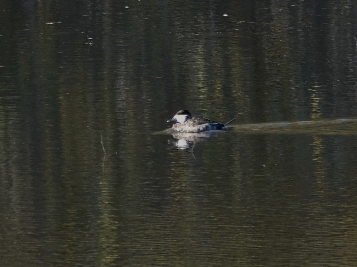 kobberand - ML646494832