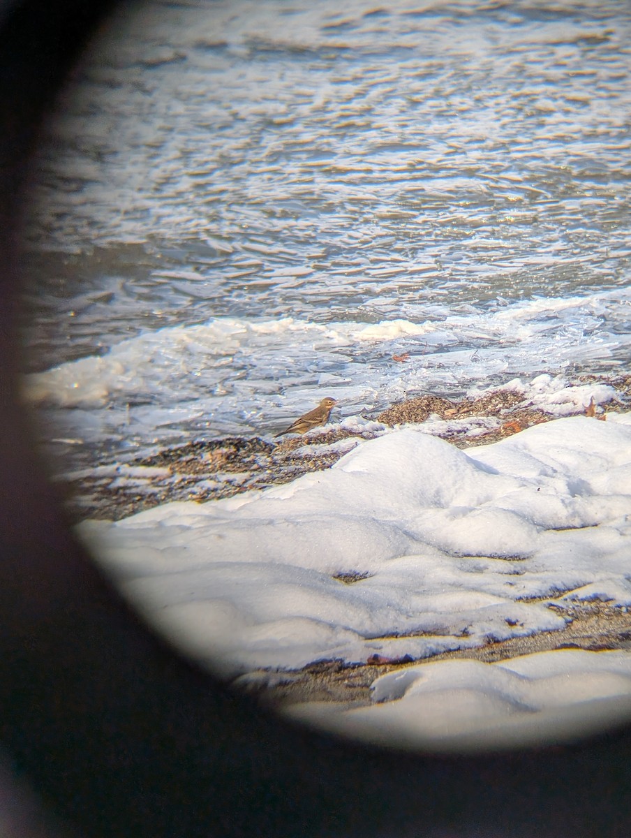 American Pipit - ML646494834