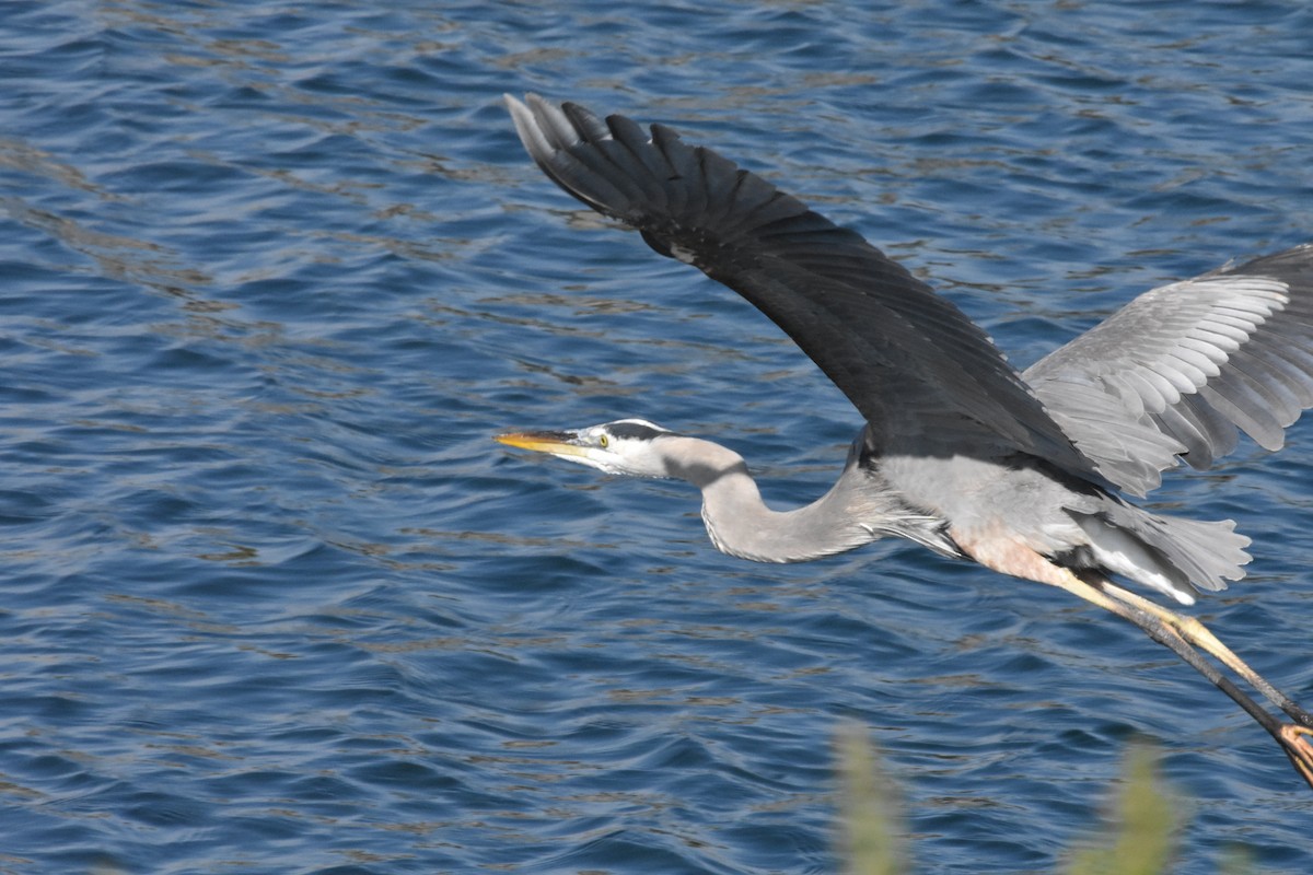 Great Blue Heron - ML646494835