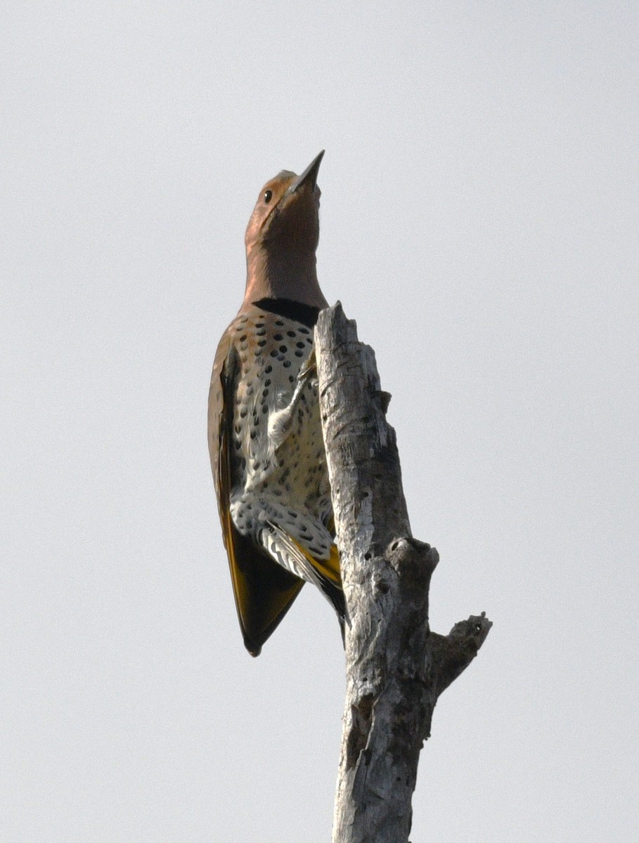 Northern Flicker - ML646494844