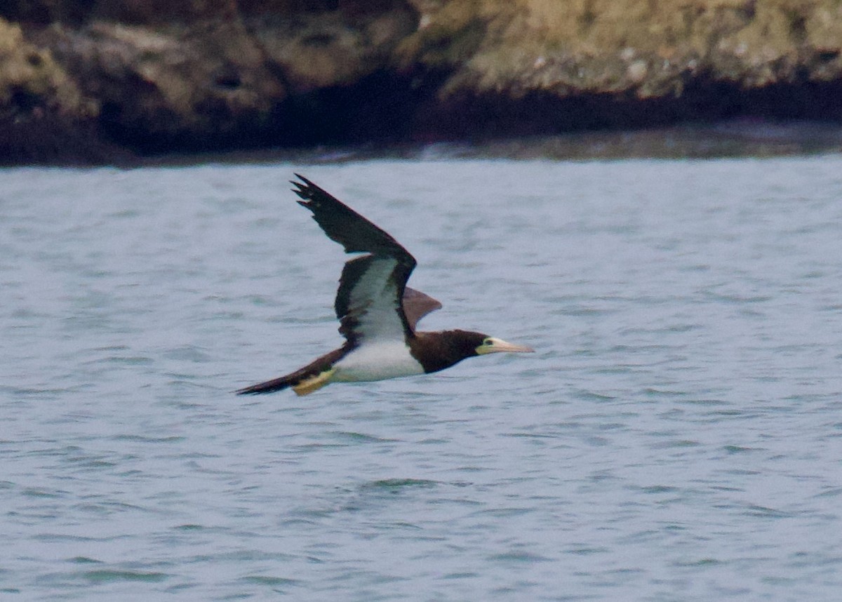 Brown Booby - ML646494851