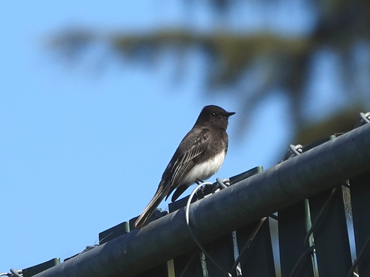 Black Phoebe - ML646494854