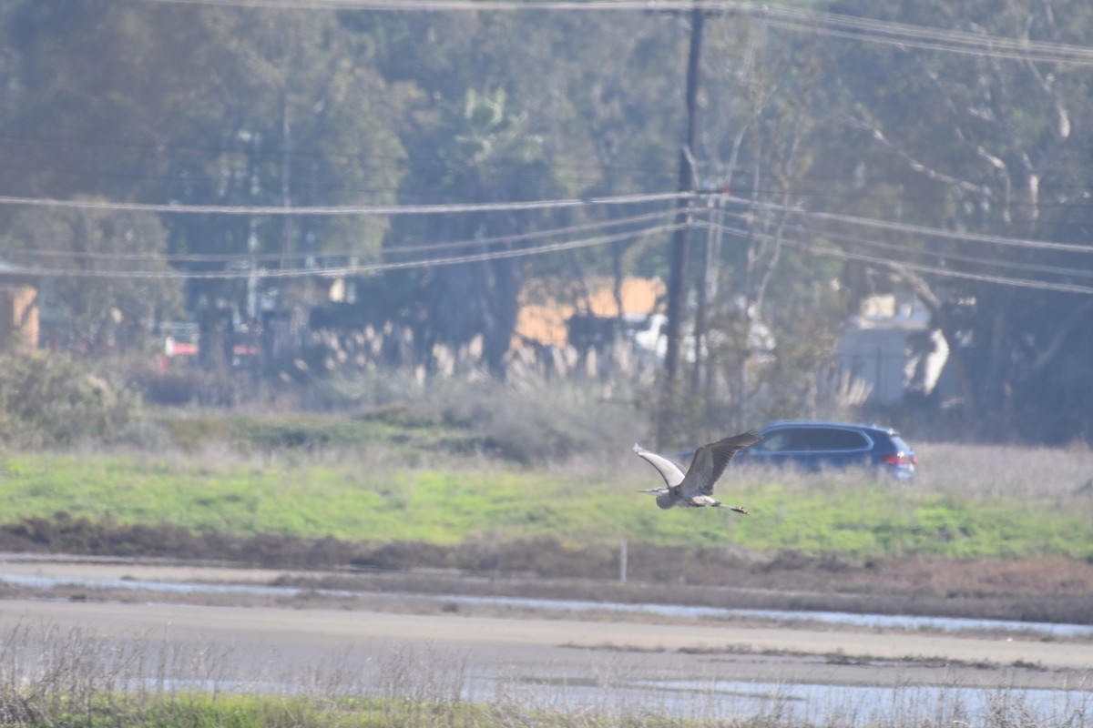 Great Blue Heron - ML646494859