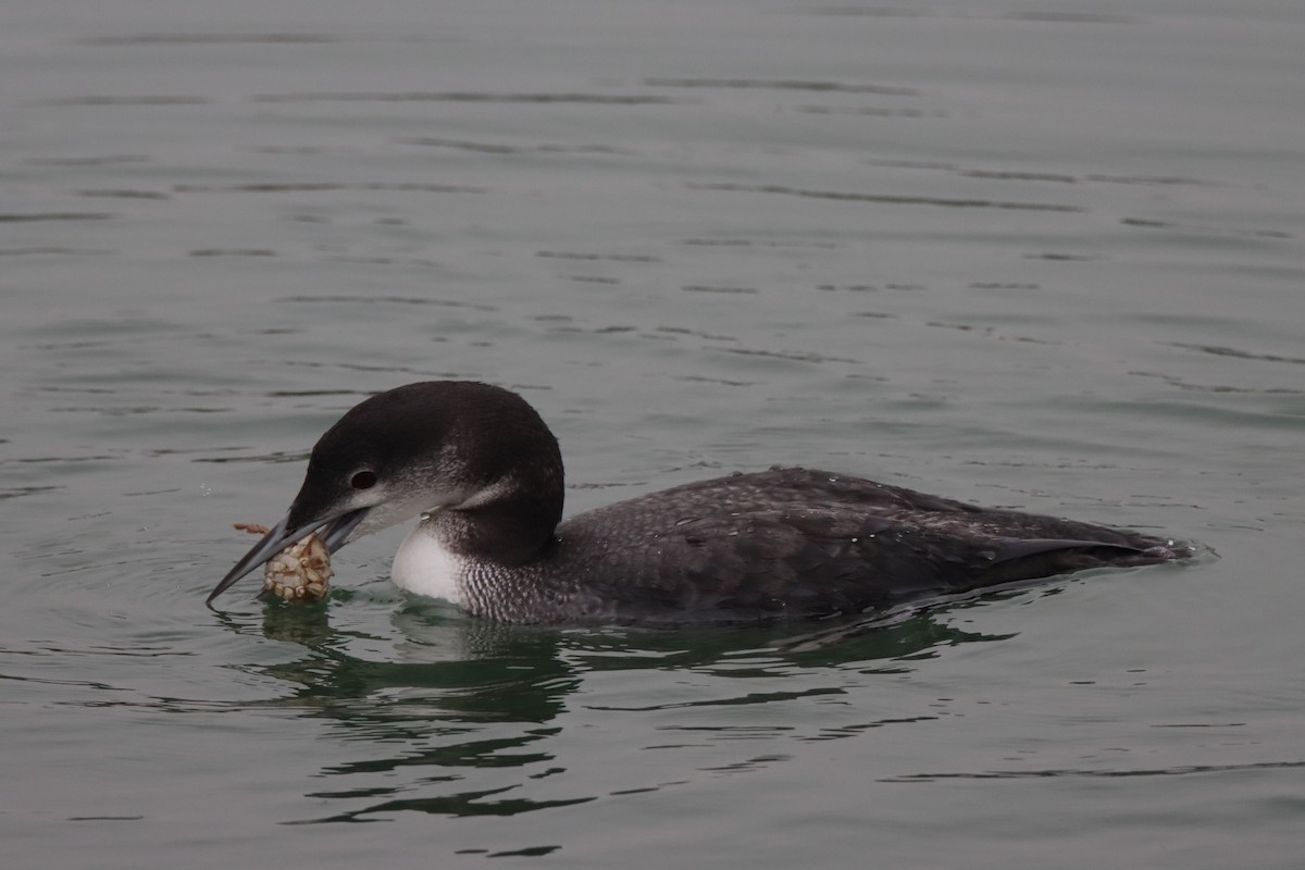 Eistaucher - ML646494860