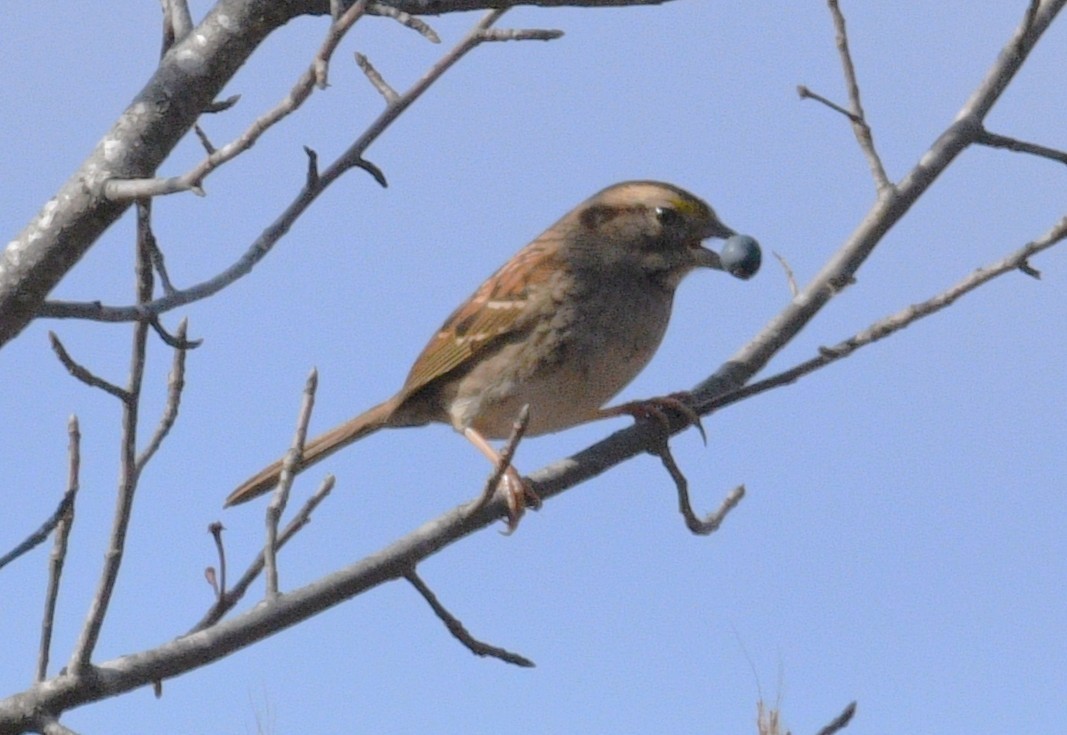 White-throated Sparrow - ML646494863
