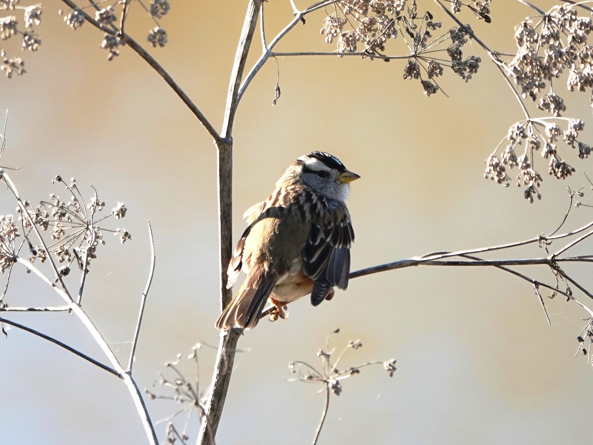 White-crowned Sparrow - ML646494864