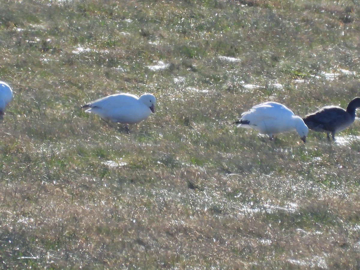 Snow Goose - ML646494865