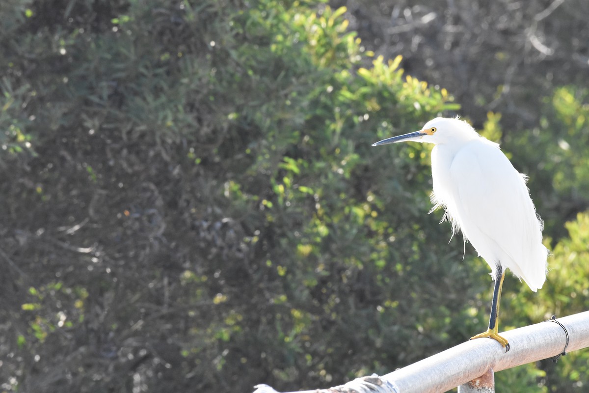 Snowy Egret - ML646494870