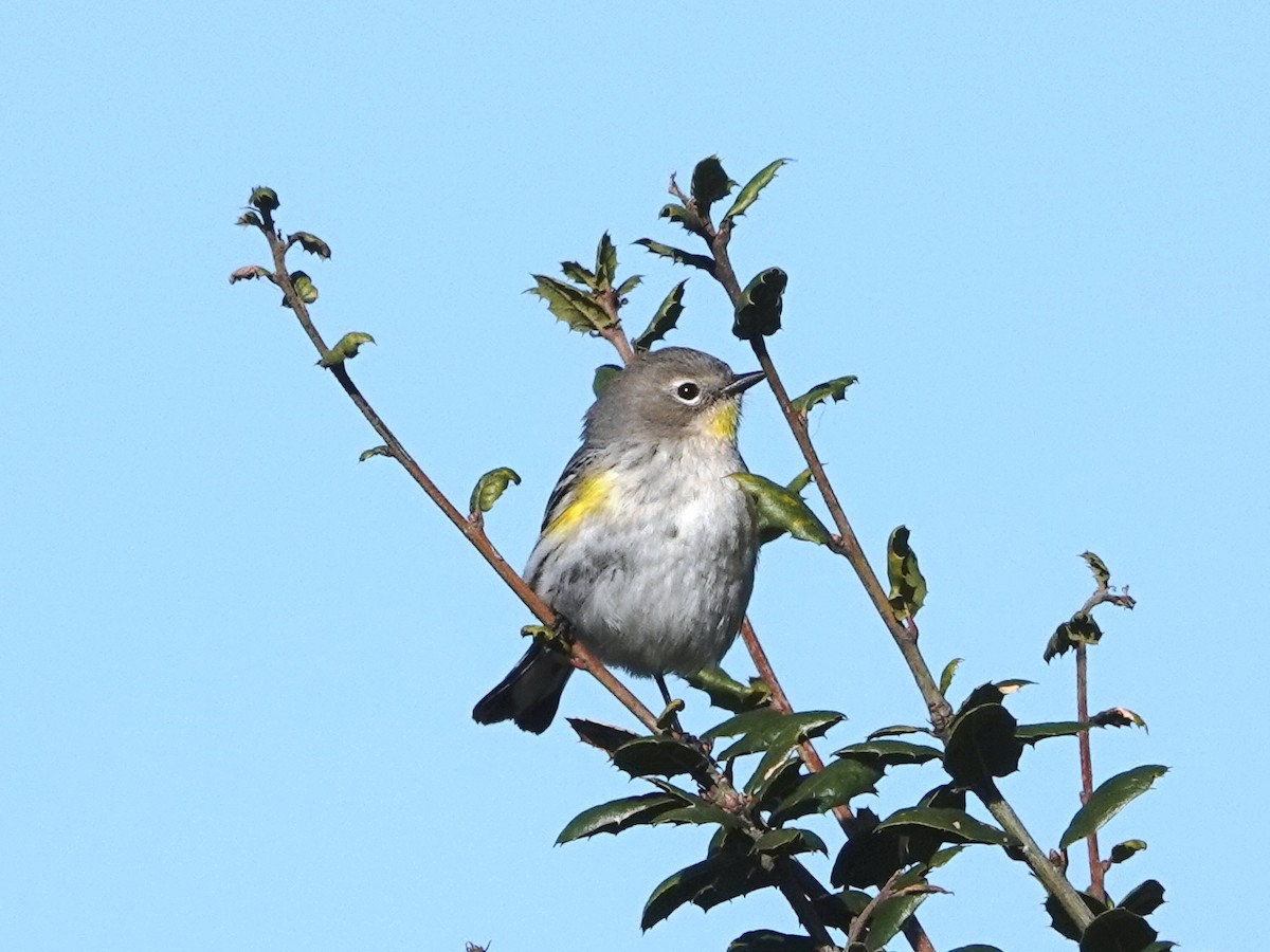Yellow-rumped Warbler - ML646494871