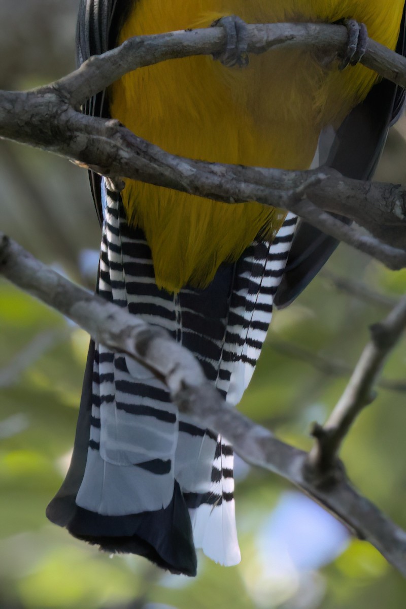 Mor Trogon - ML646494874