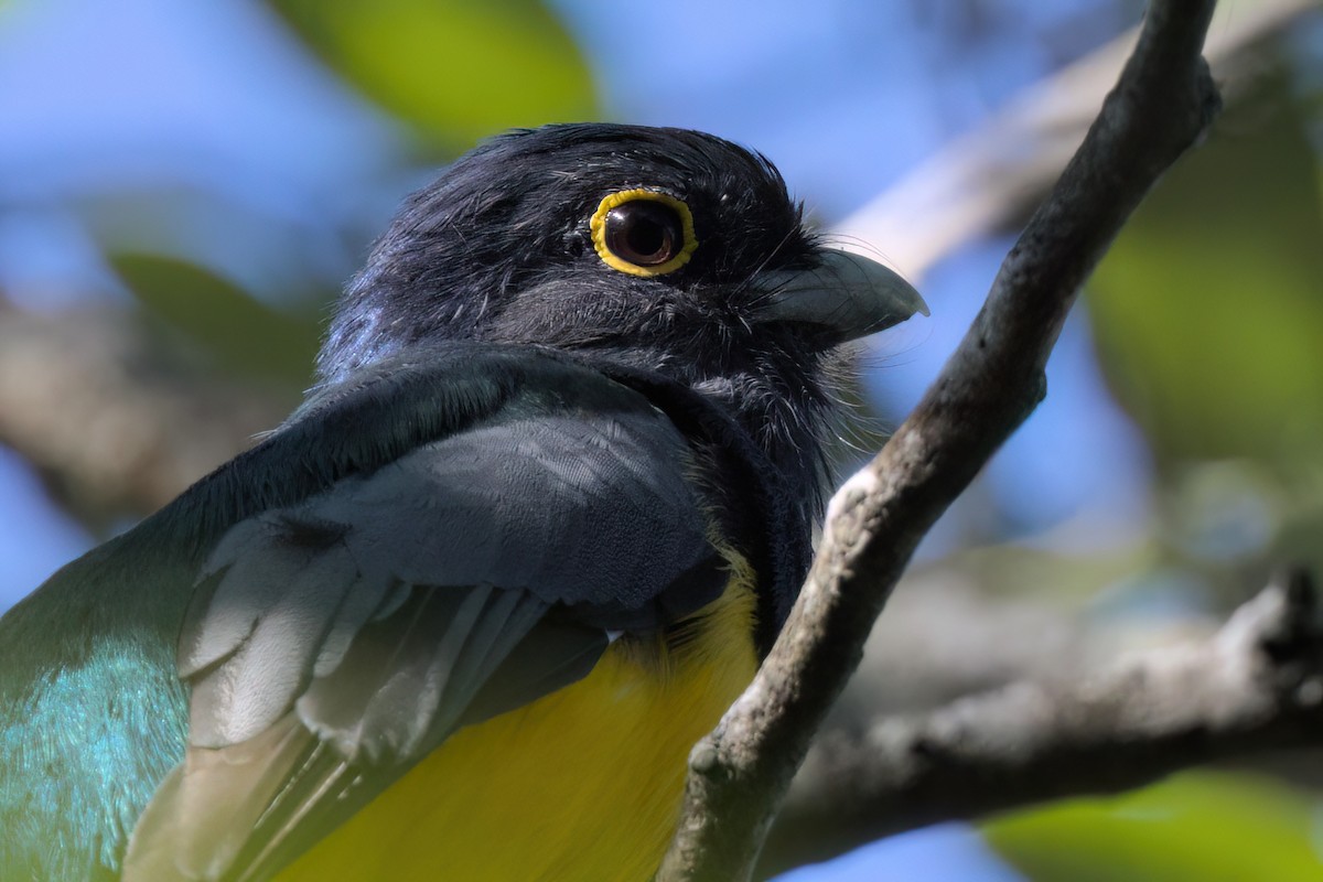 Mor Trogon - ML646494875