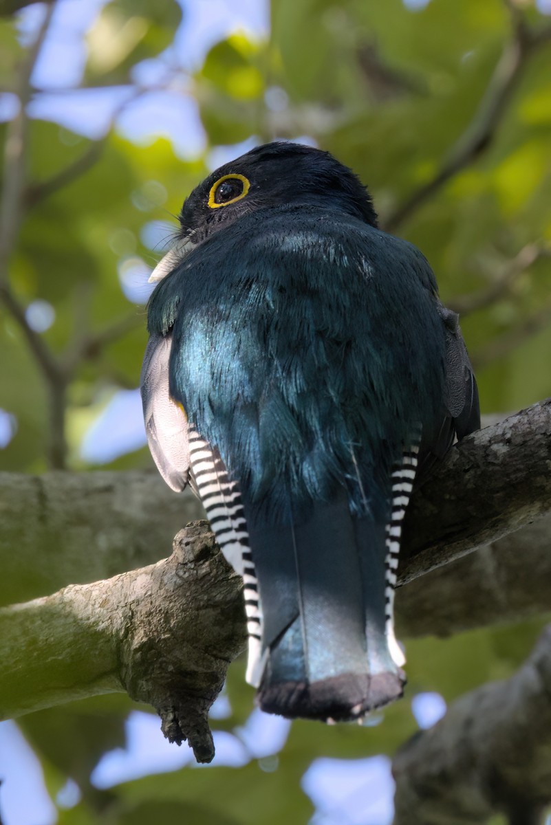 Mor Trogon - ML646494876