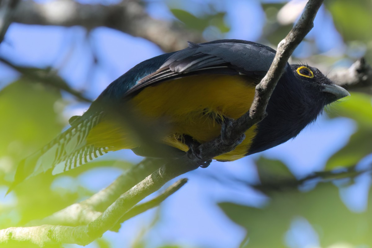 Mor Trogon - ML646494877