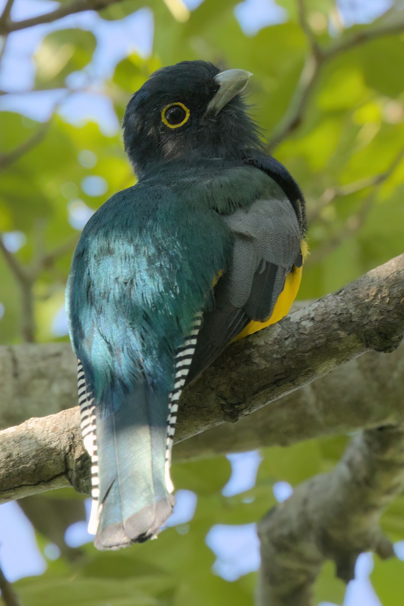 Mor Trogon - ML646494878