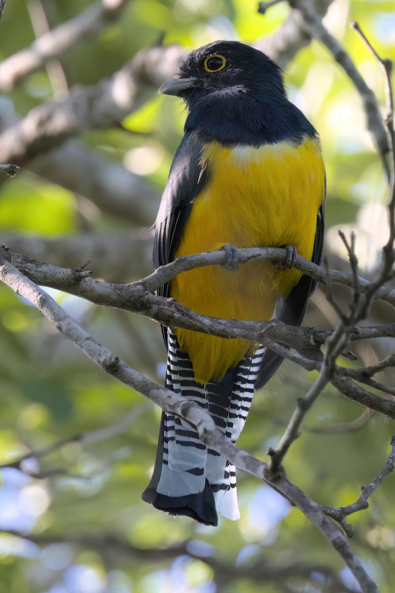 Mor Trogon - ML646494879