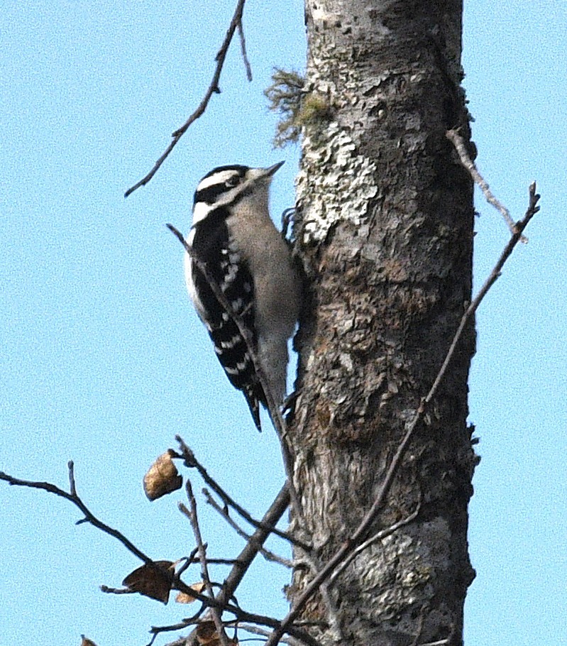 Downy Woodpecker - ML646494880