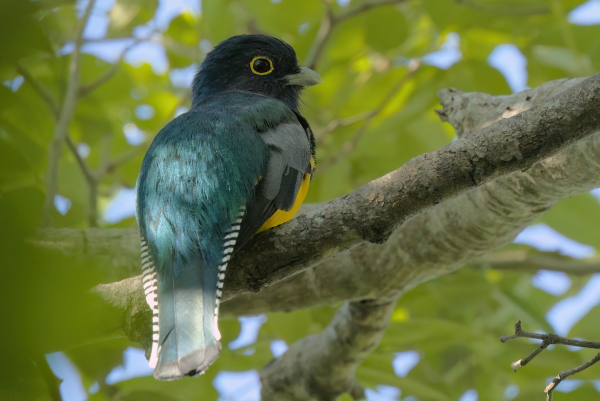 Mor Trogon - ML646494881