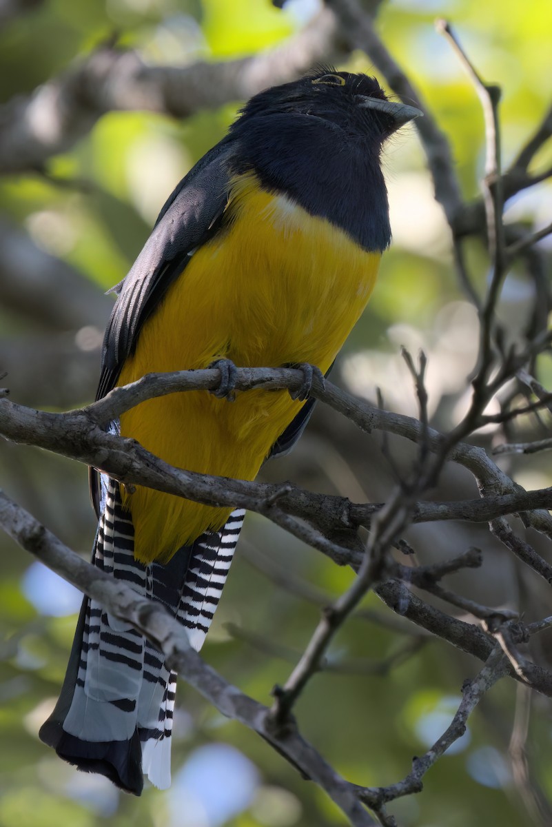 Mor Trogon - ML646494882