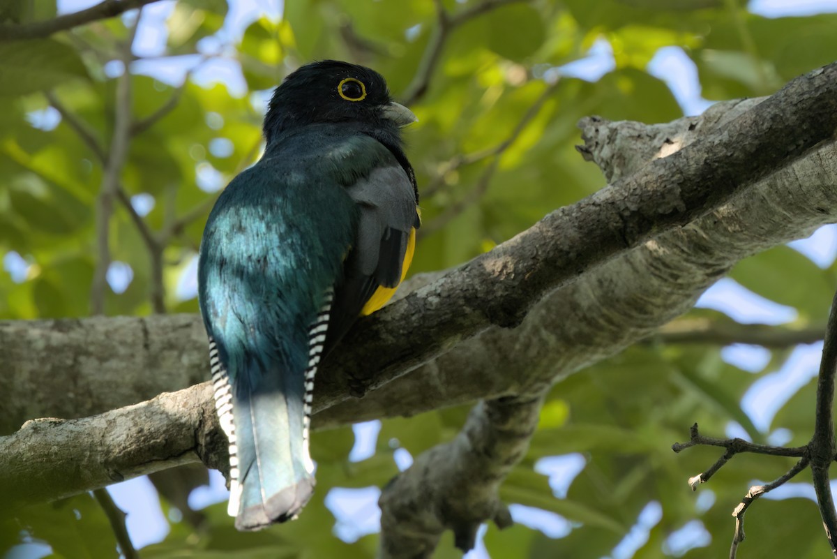 Mor Trogon - ML646494883