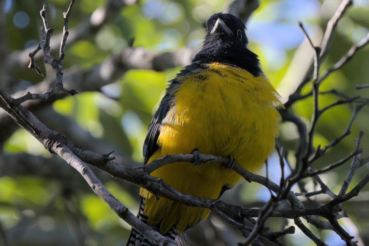 Mor Trogon - ML646494884