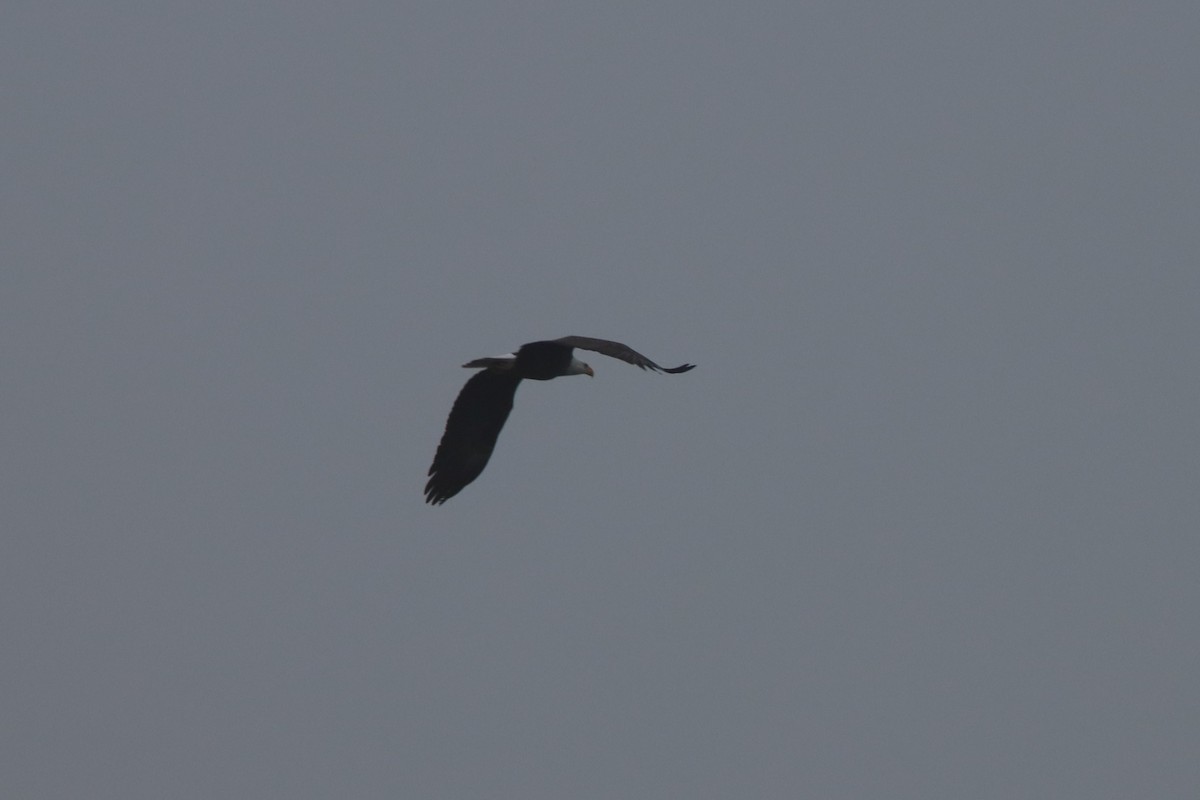 Bald Eagle - ML646494885