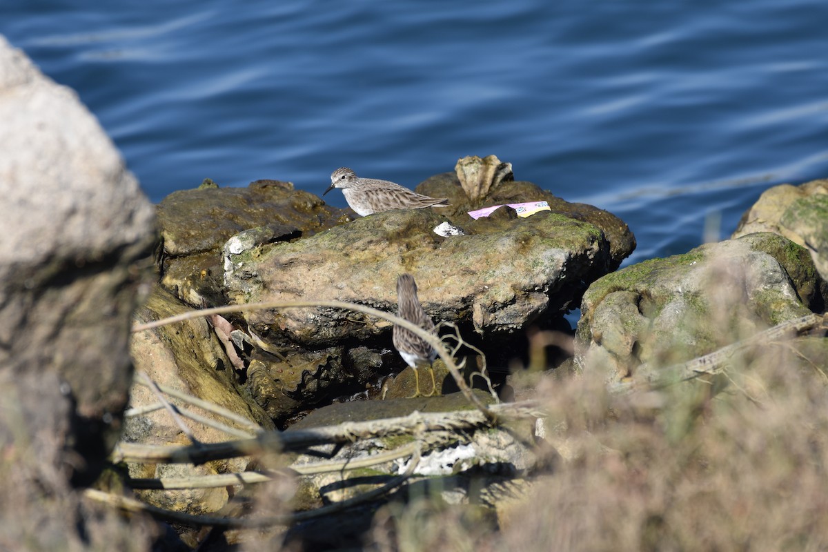 Least Sandpiper - ML646494886