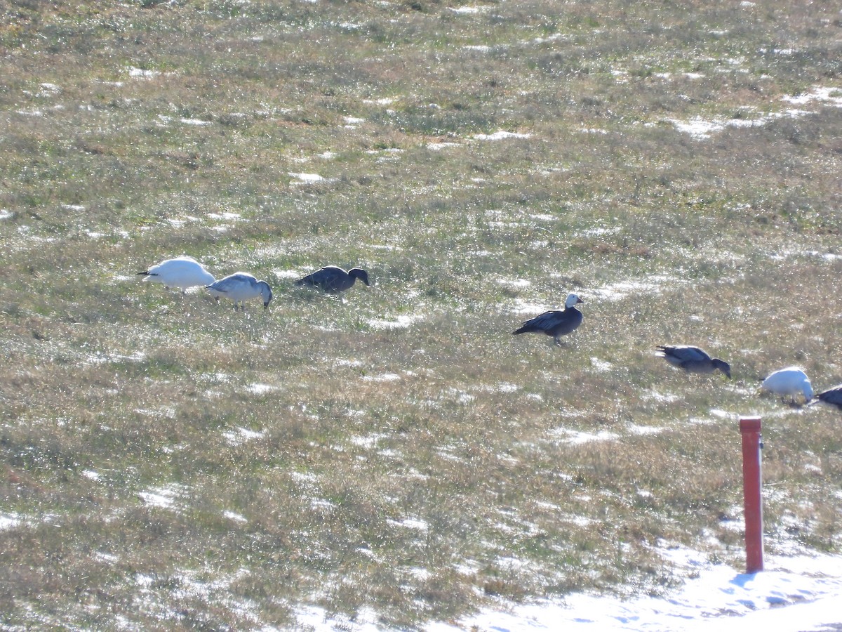 Snow Goose - ML646494887