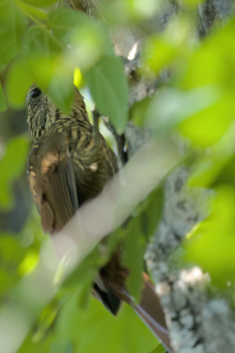 Ivory-billed Woodcreeper - ML646494888