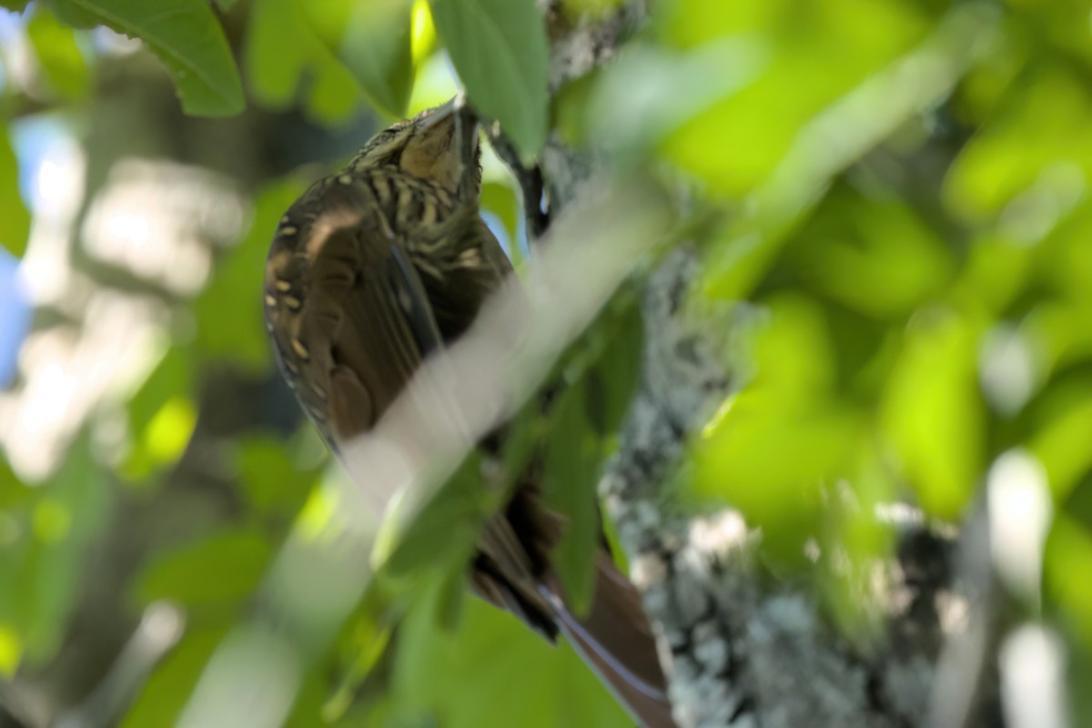 Ivory-billed Woodcreeper - ML646494889