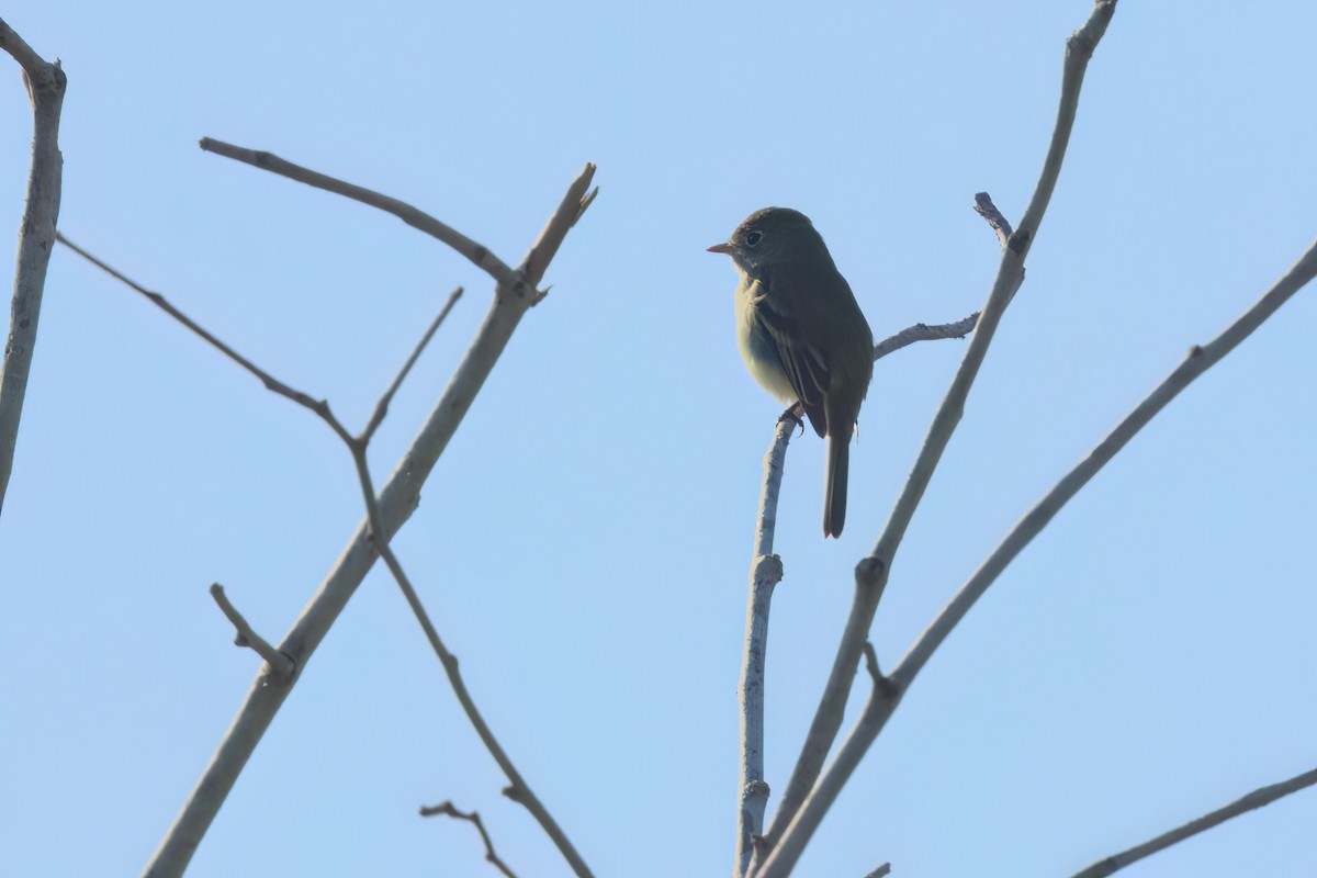 Least Flycatcher - ML646494890