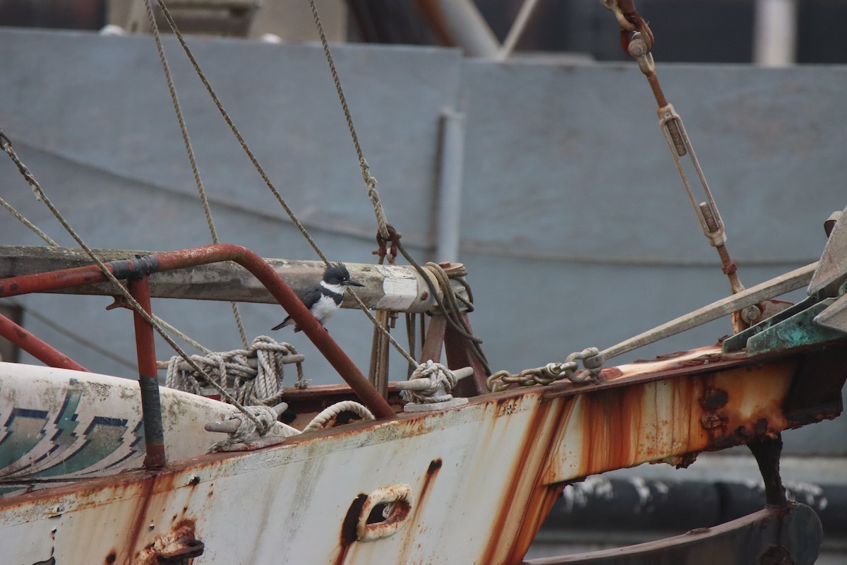 Belted Kingfisher - ML646494891