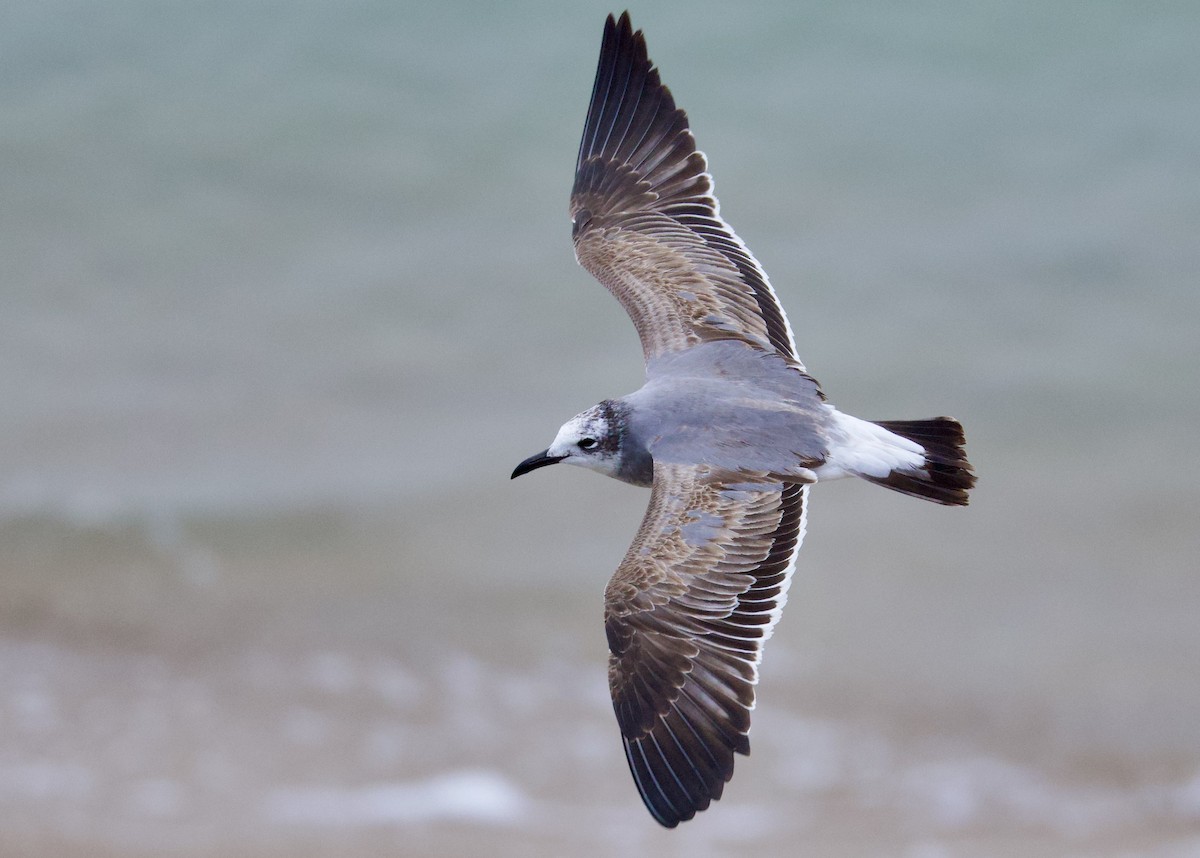 笑鷗 - ML646494893