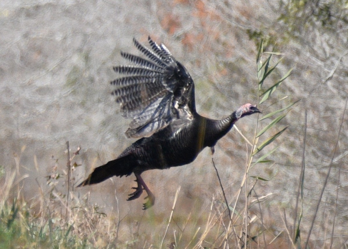 火雞 - ML646494896