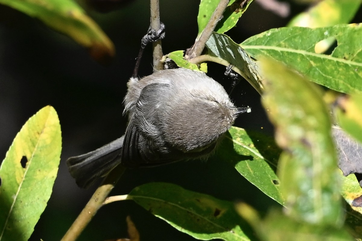 Bushtit - ML646494897