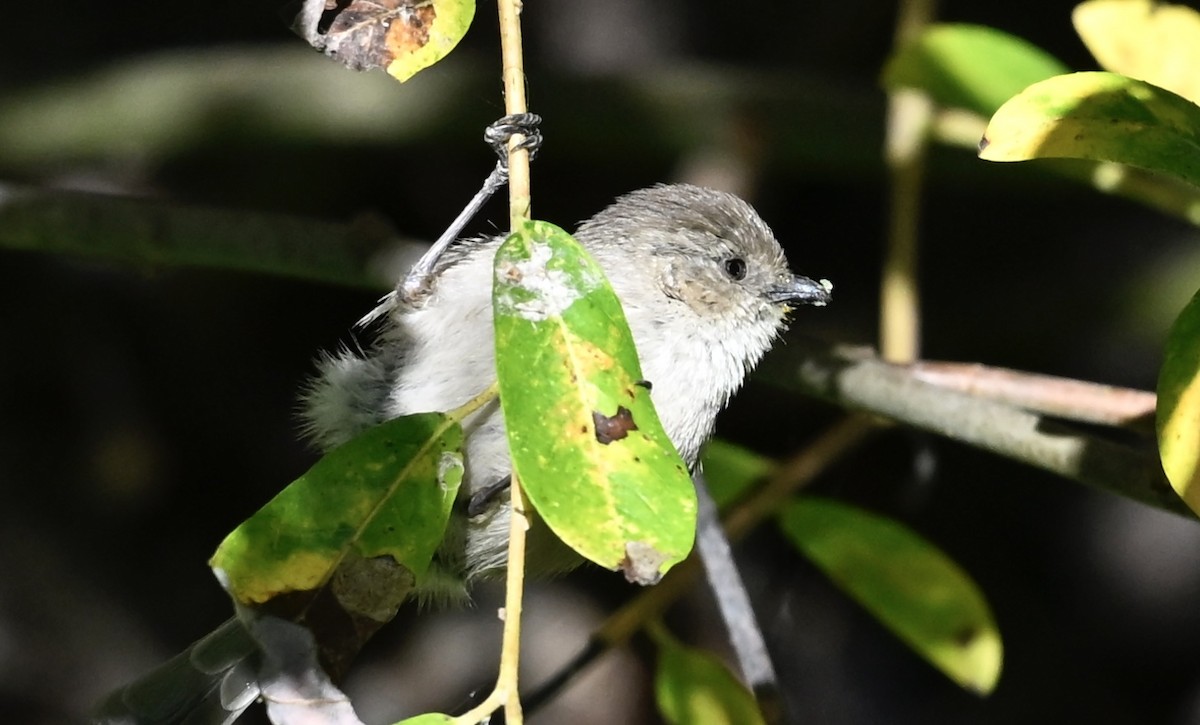 Bushtit - ML646494898