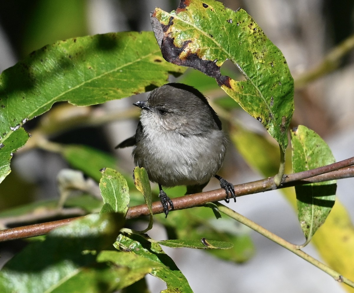 Bushtit - ML646494899