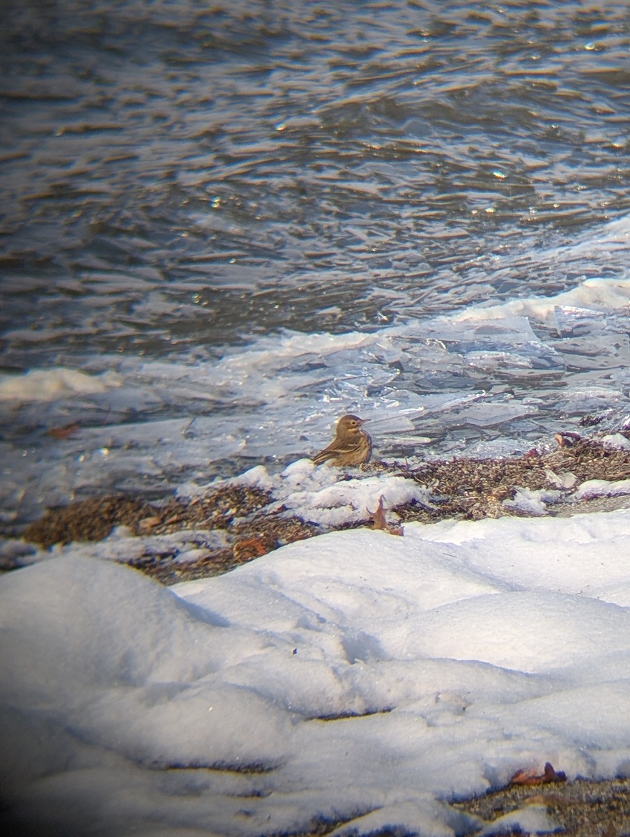 American Pipit - ML646494900