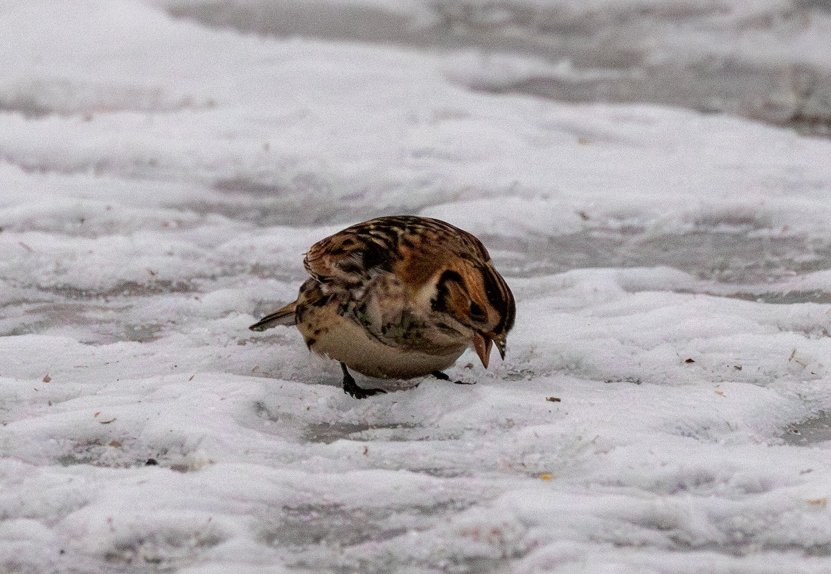 鐵爪鵐 - ML646494901