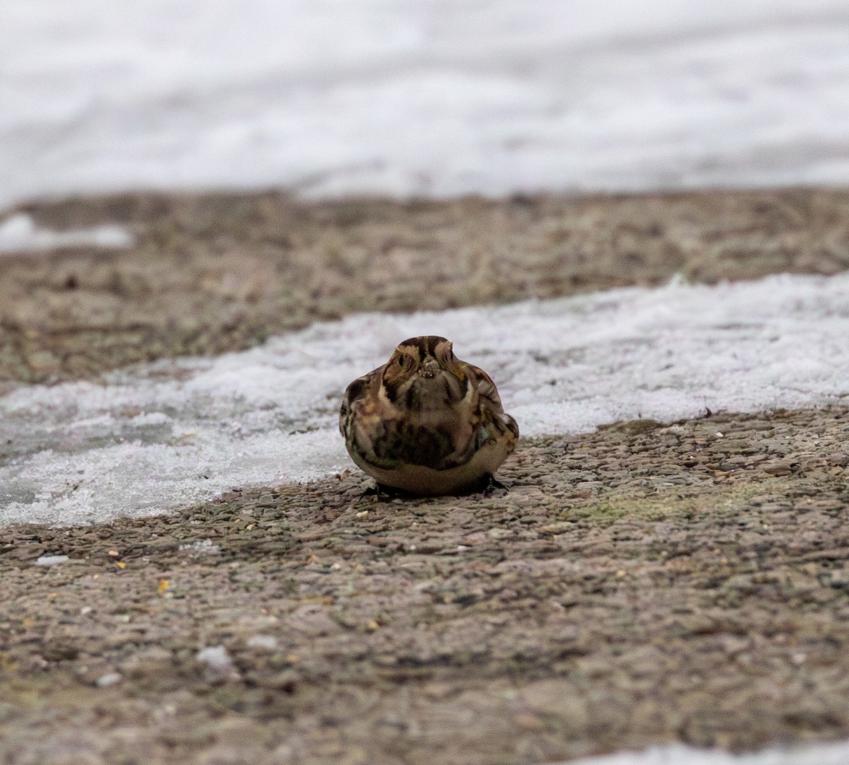 鐵爪鵐 - ML646494902