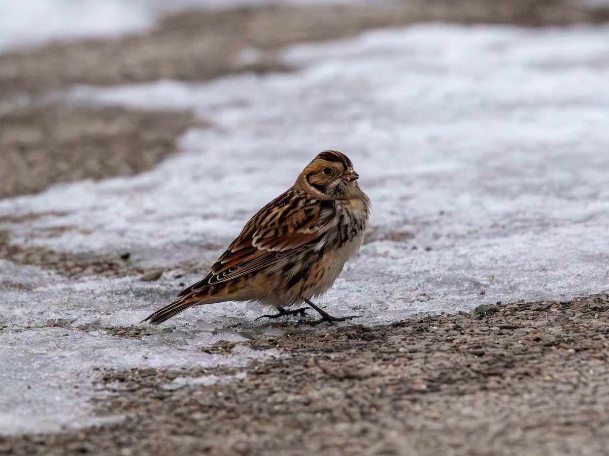 鐵爪鵐 - ML646494903