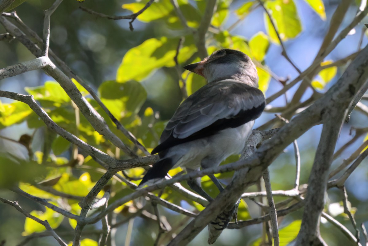 Masked Tityra - ML646494904