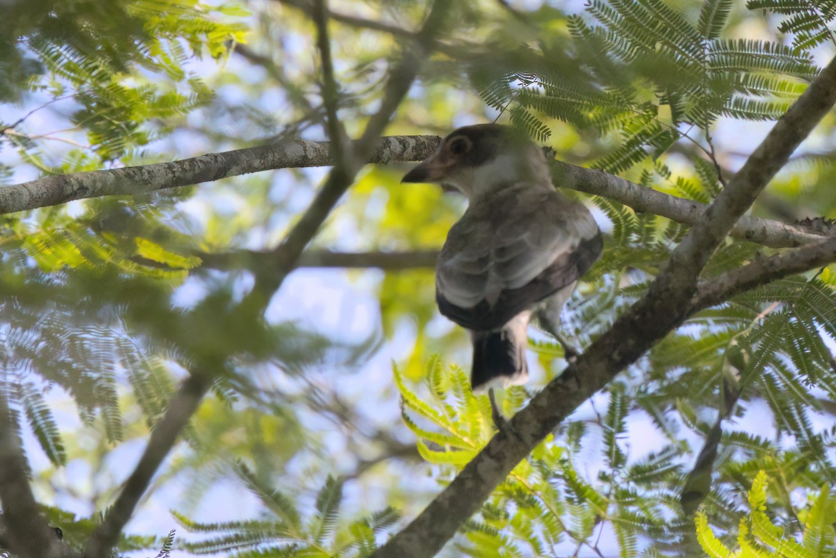 Masked Tityra - ML646494905