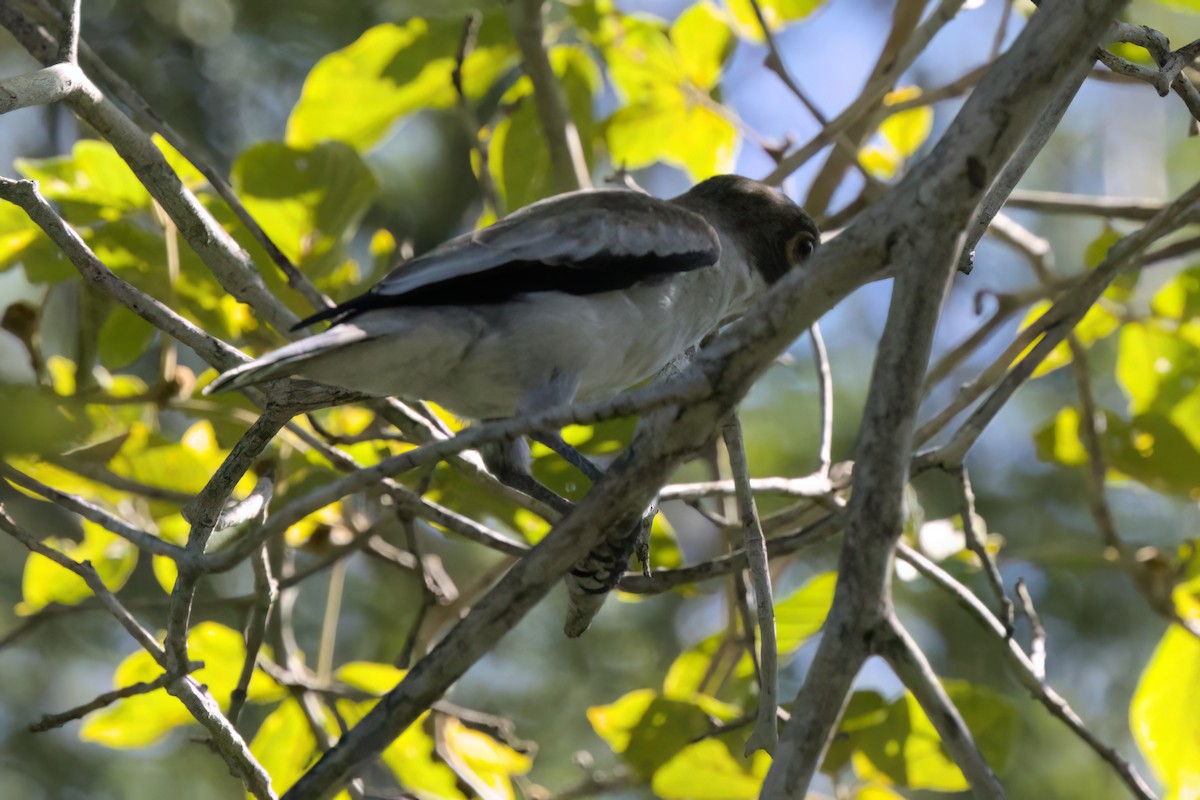 Masked Tityra - ML646494906