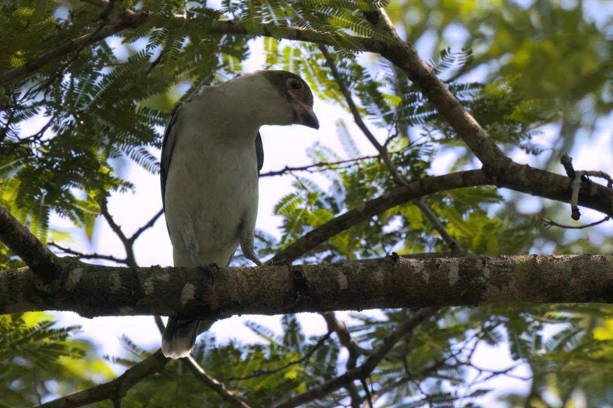 Masked Tityra - ML646494907