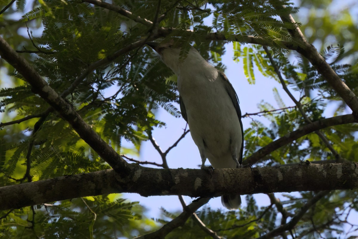 Masked Tityra - ML646494908