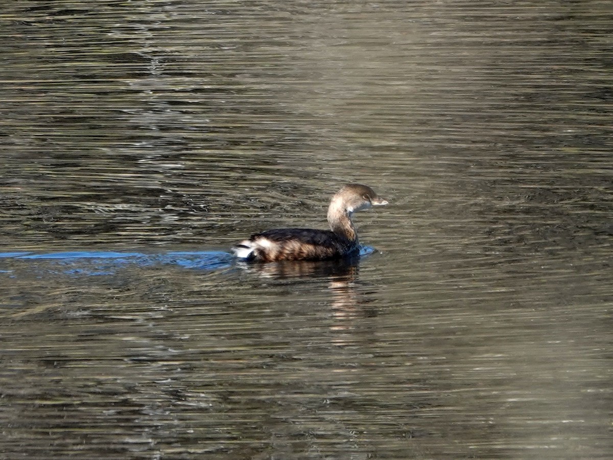 Pied-billed Grebe - ML646494911