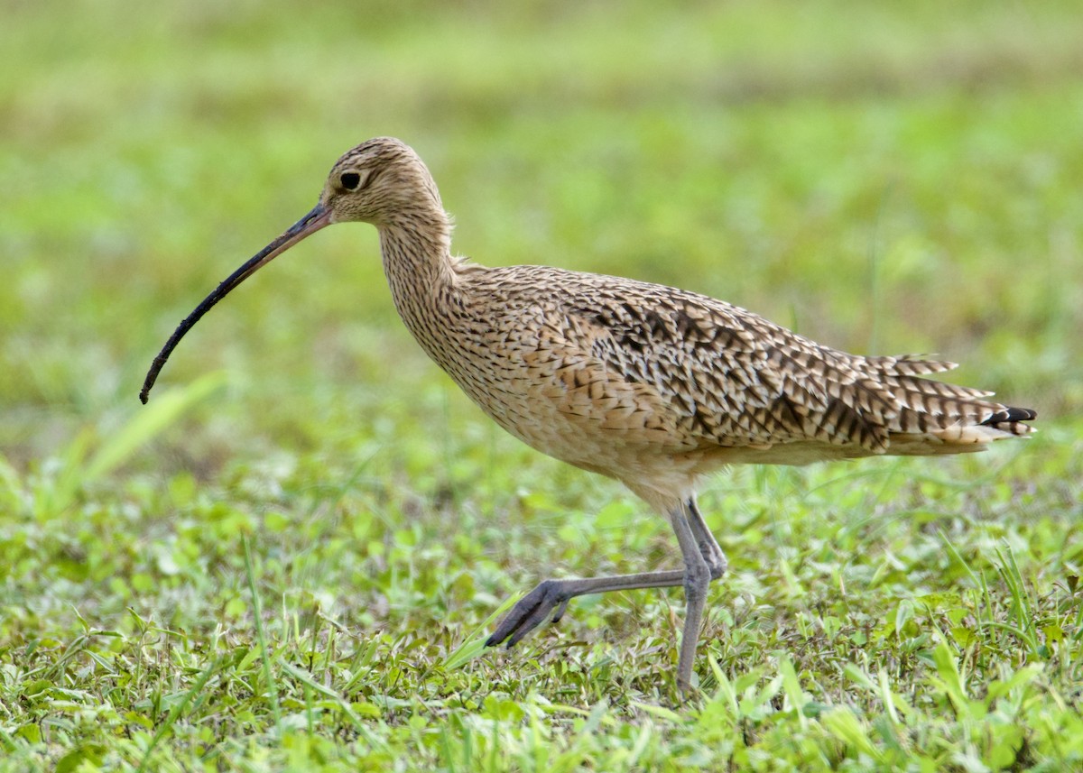 Long-billed Curlew - ML646494912